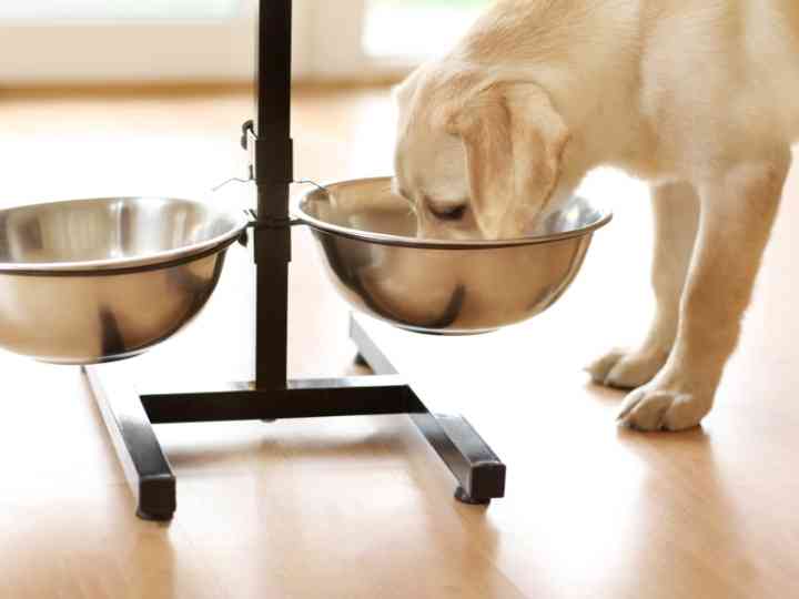 Should Golden Retrievers Have Raised Dog Bowls 1 Should Golden Retrievers Have Raised Dog Bowls?