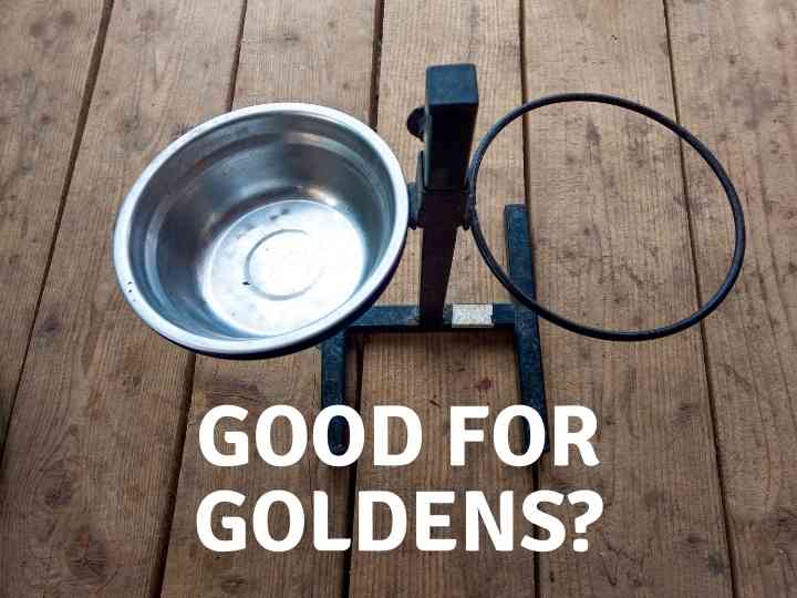 Should Golden Retrievers Have Raised Dog Bowls?