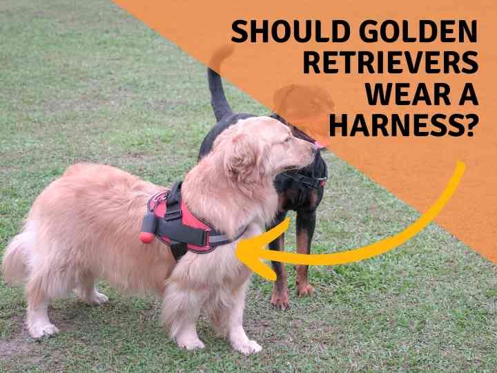 Should Golden Retrievers Wear a Harness?