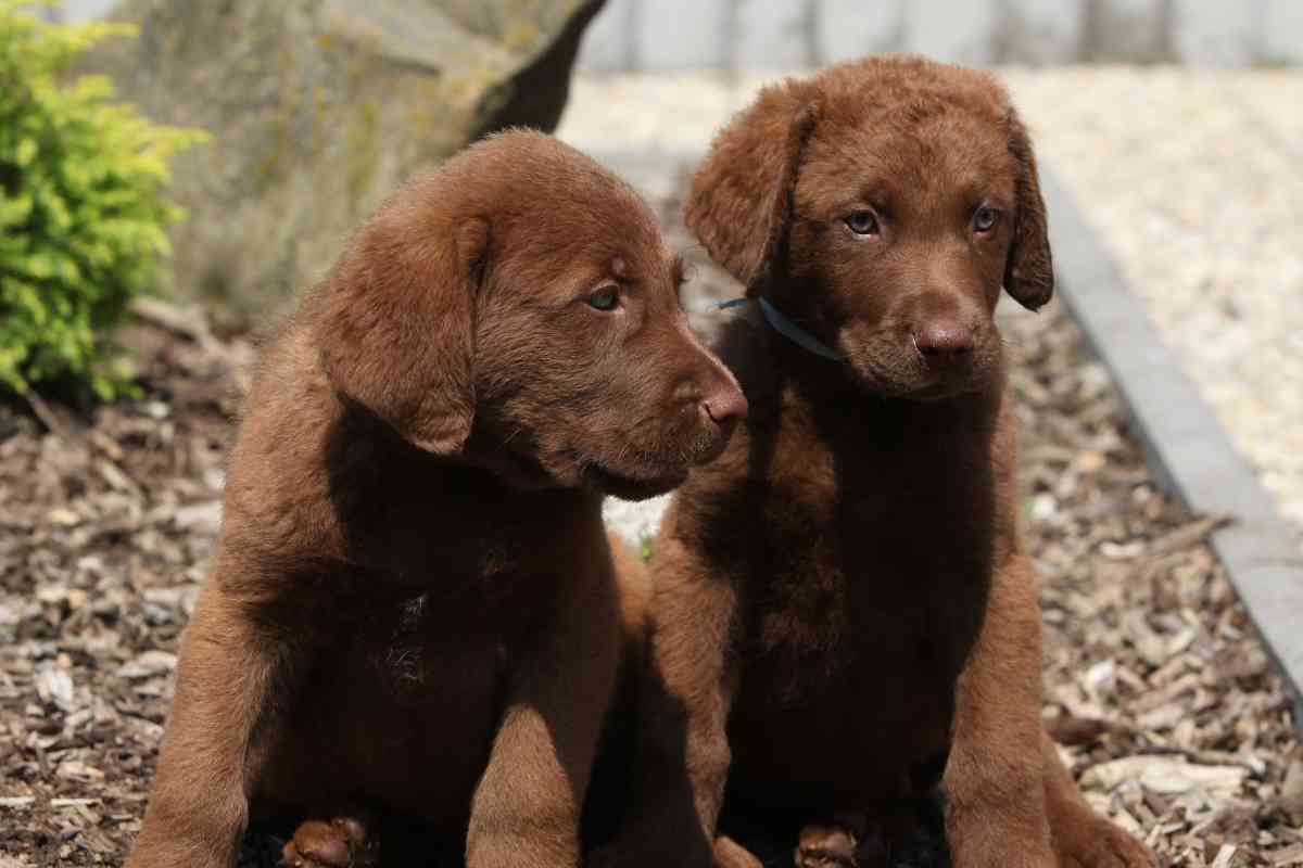 Are Chesapeake Bay Retrievers Affectionate Are Chesapeake Bay Retrievers Affectionate?