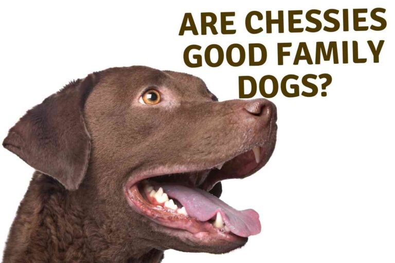 Are Chesapeake Bay Retrievers Good Family Dogs?