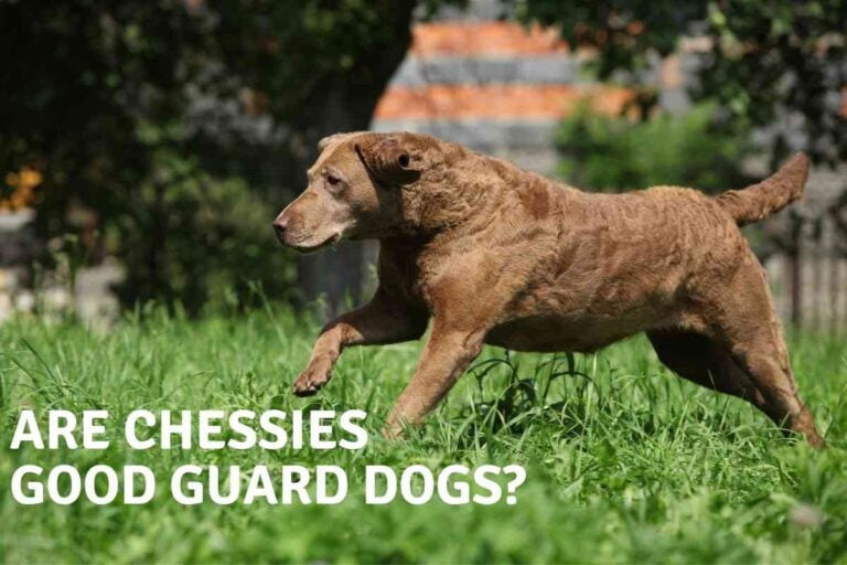 Are Chesapeake Bay Retrievers Good Guard Dogs?