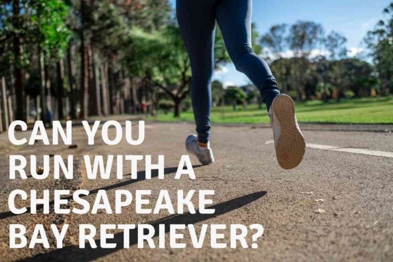 Can You Run With A Chesapeake Bay Retriever?