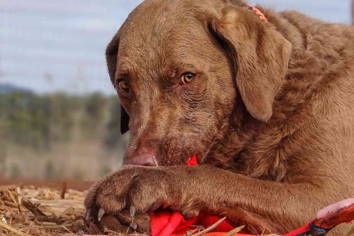 Does a Chesapeake Bay Retriever Shed 1 Does a Chesapeake Bay Retriever Shed?