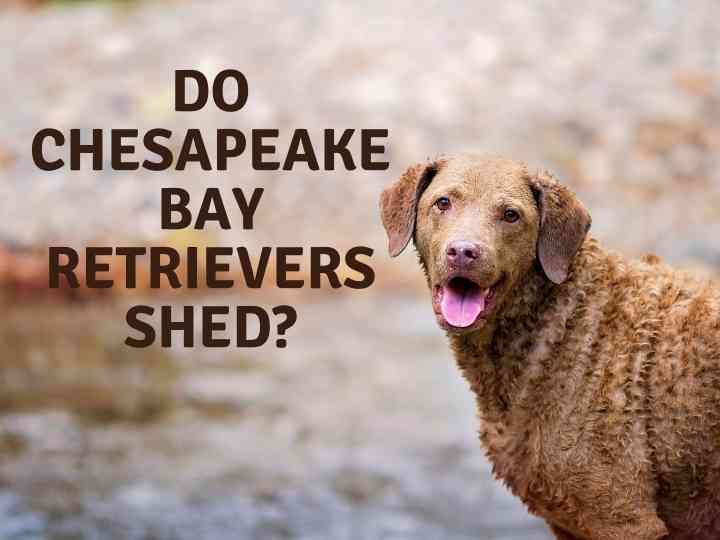Does a Chesapeake Bay Retriever Shed?