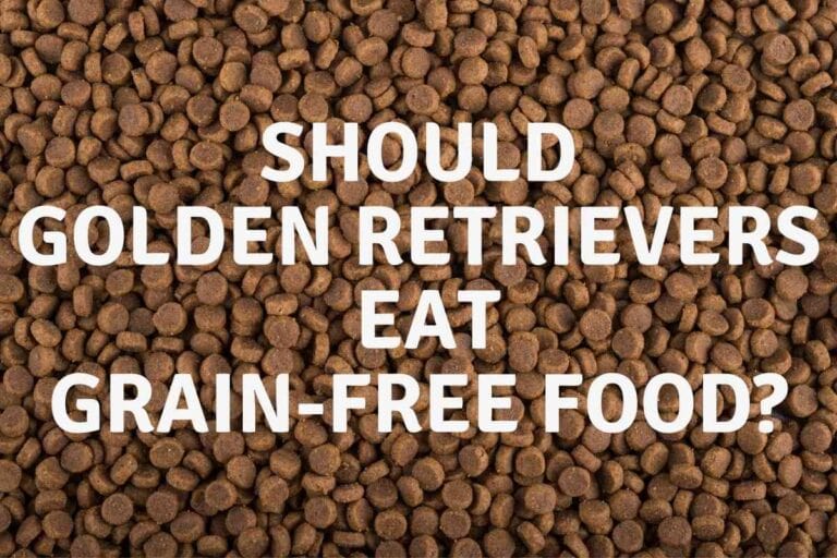Should Golden Retrievers Eat Grain Free?
