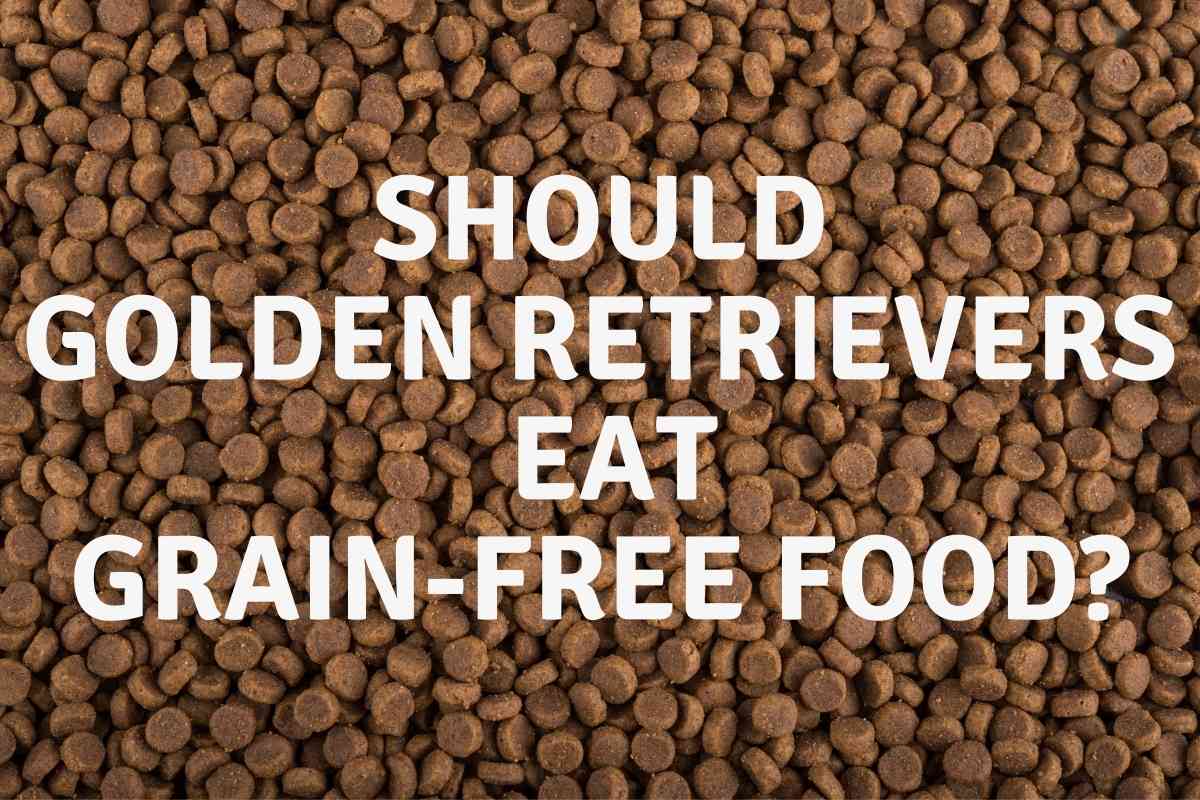 Should Golden Retrievers Eat Grain Free Should Golden Retrievers Eat Grain Free?