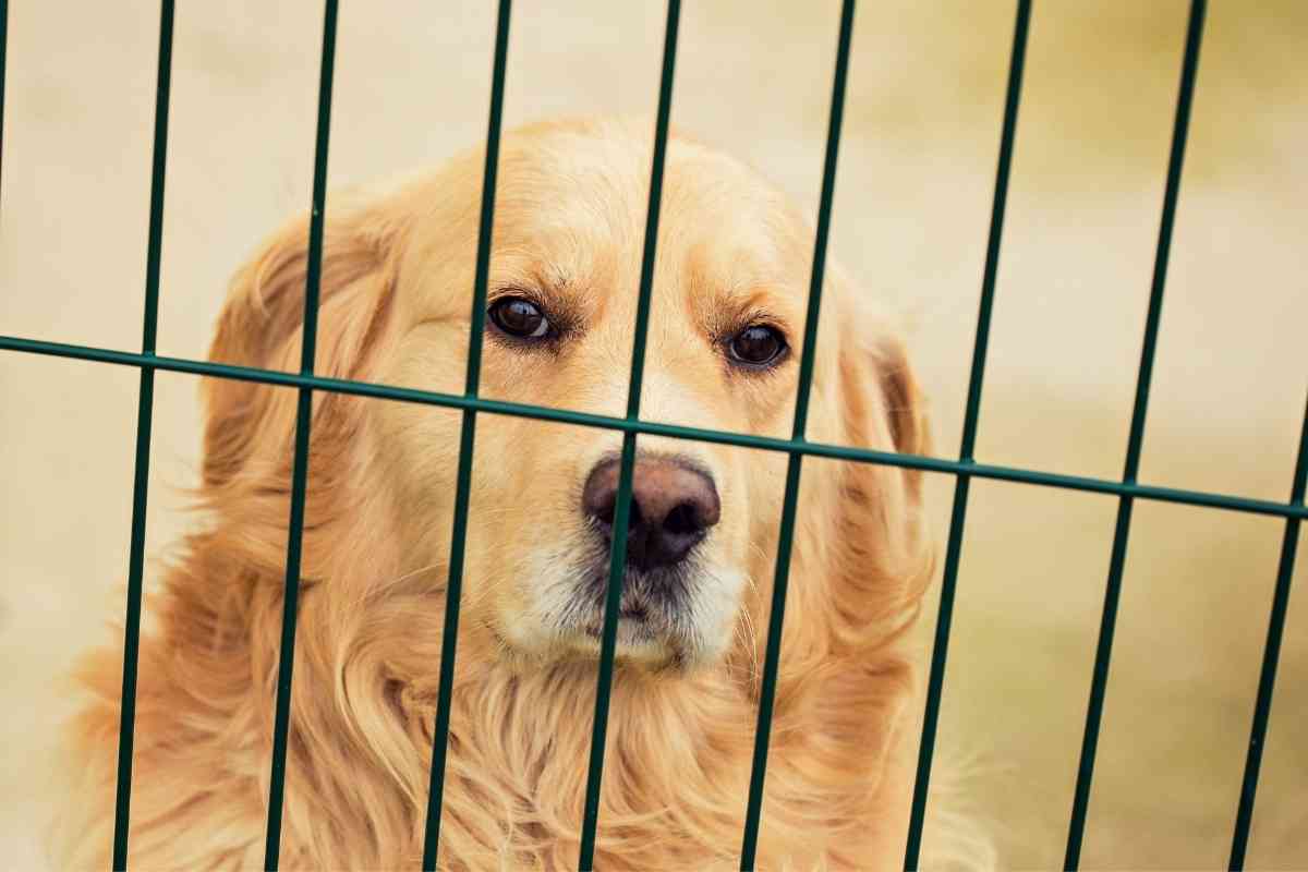 Should Golden Retrievers be Crate Trained 1 Should Golden Retrievers be Crate Trained?