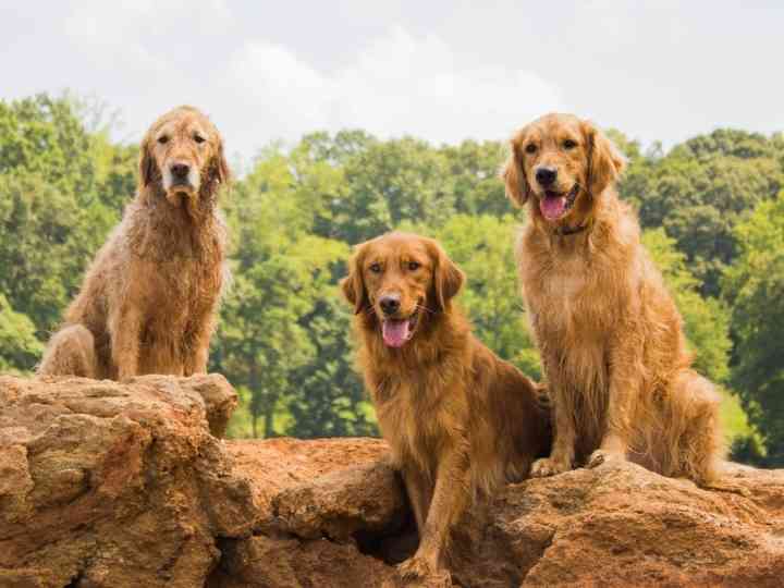 What Is The Difference Between The English, Canadian, and American Golden Retriever?