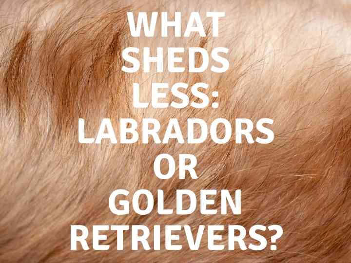 What Sheds Less Lab or Golden What Sheds Less: Lab or Golden?