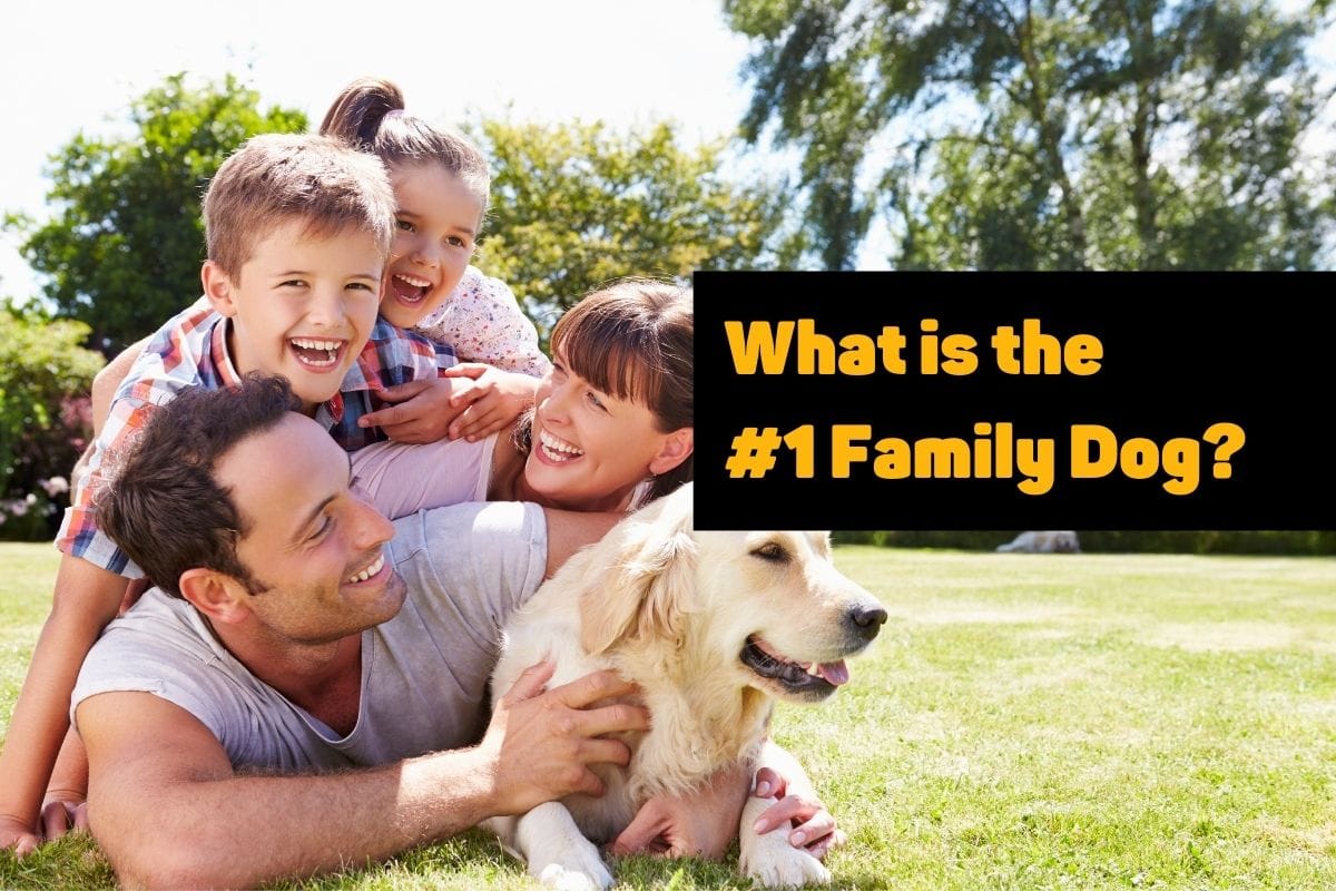 What is the #1 Family Dog?