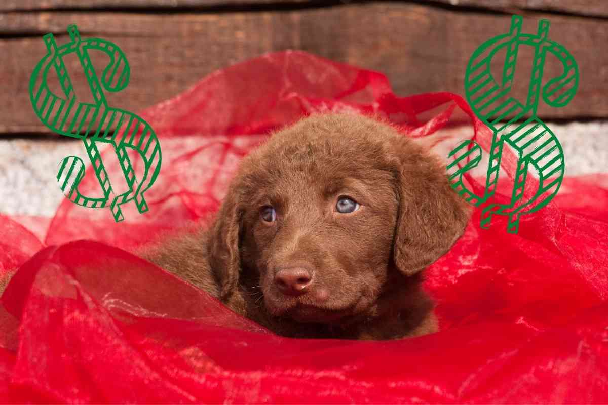 Whats the Difference Between a Chesapeake Bay Retriever and a Lab 2 How Much Do Chesapeake Bay Retrievers Cost?