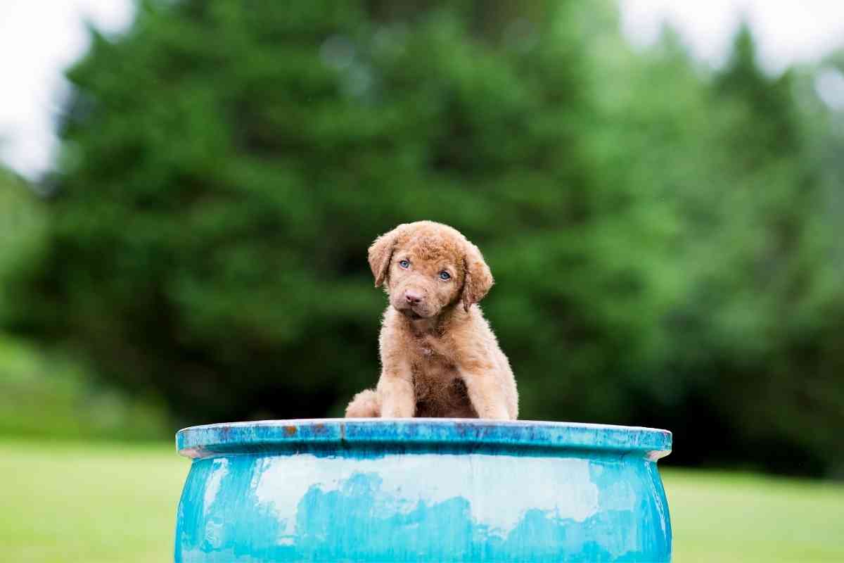 Whats the Difference Between a Chesapeake Bay Retriever and a Lab 3 How Much Do Chesapeake Bay Retrievers Cost?