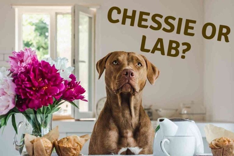 What’s the Difference Between a Chesapeake Bay Retriever and a Lab?