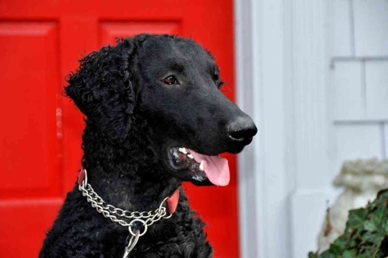Are Curly-Coated Retrievers Good Pets?
