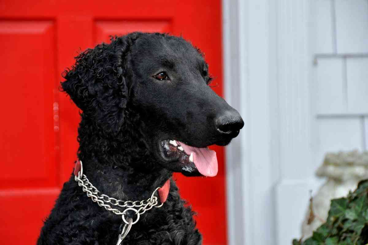 Are Curly Coated Retrievers Good Pets Are Curly-Coated Retrievers Good Pets?
