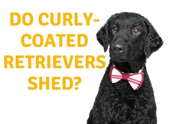 Do Curly-Coated Retrievers Shed?