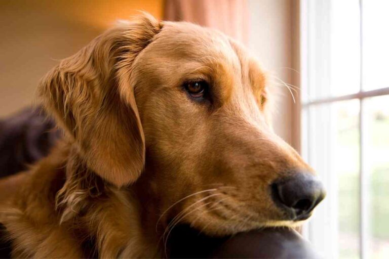 Do Golden Retrievers Have Separation Anxiety?