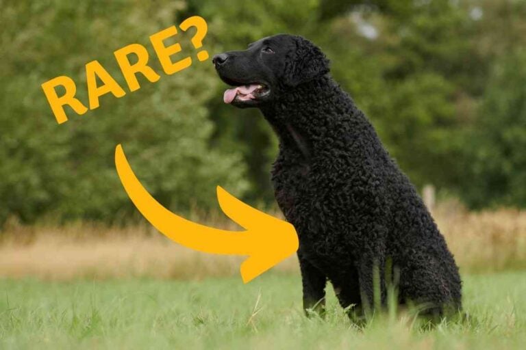 How Rare Are Curly-Coated Retrievers?