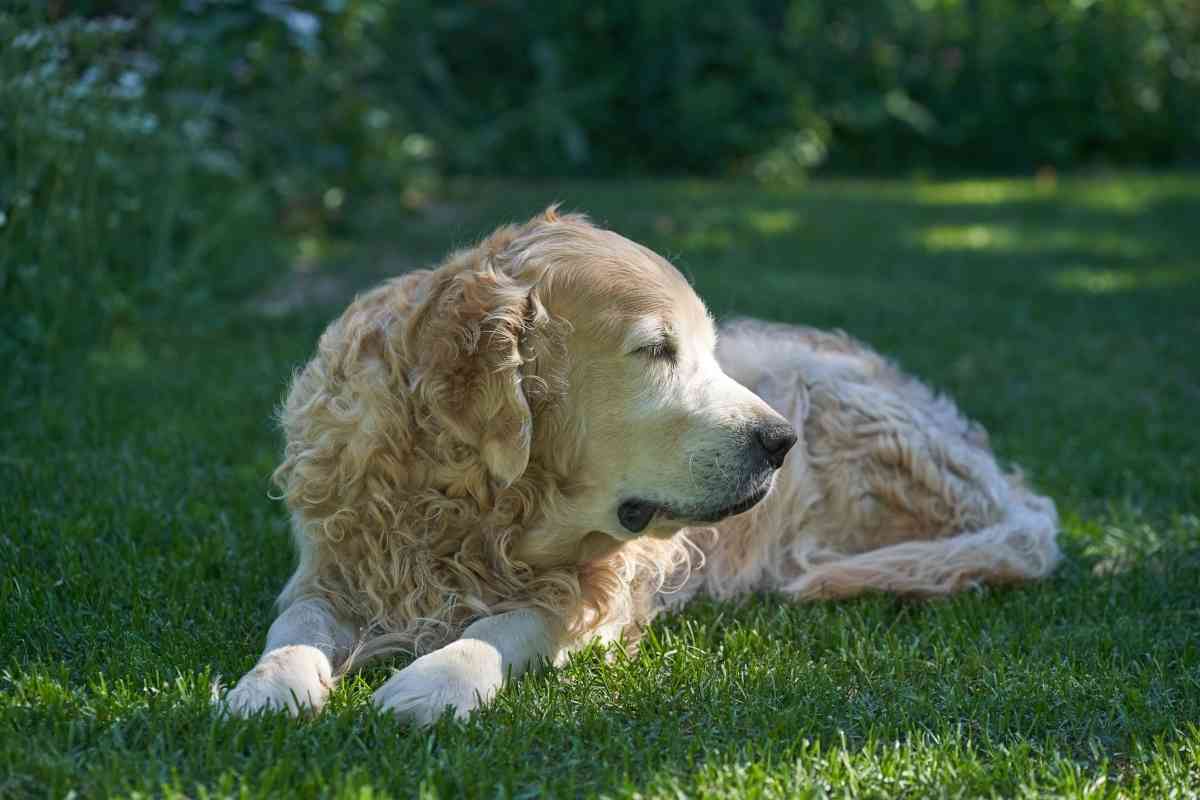 Is There a Curly Golden Retriever? - Retriever Advice - Golden Retrievers,  Labrador Retrievers, Chesapeake Bay Retriever, Flat-Coated Retriever, Curly-Coated  Retriever, Nova Scotia Duck Tolling Retriever