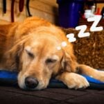 Should Golden Retrievers Sleep Inside or Outside (Vet Answers)