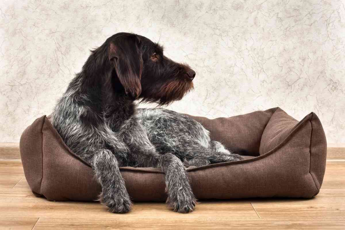 7 Best Indestructible Dog Beds That Come Clean 1 7 Best Indestructible Dog Beds That Come Clean