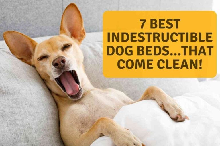 7 Best Indestructible Dog Beds That Come Clean