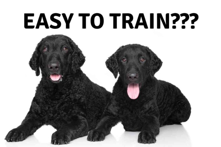 Are Curly-Coated Retrievers Easy to Train?