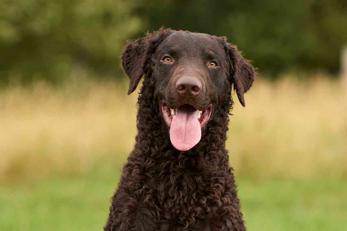 Are Curly Coated Retrievers Protective 1 Are Curly-Coated Retrievers Protective?