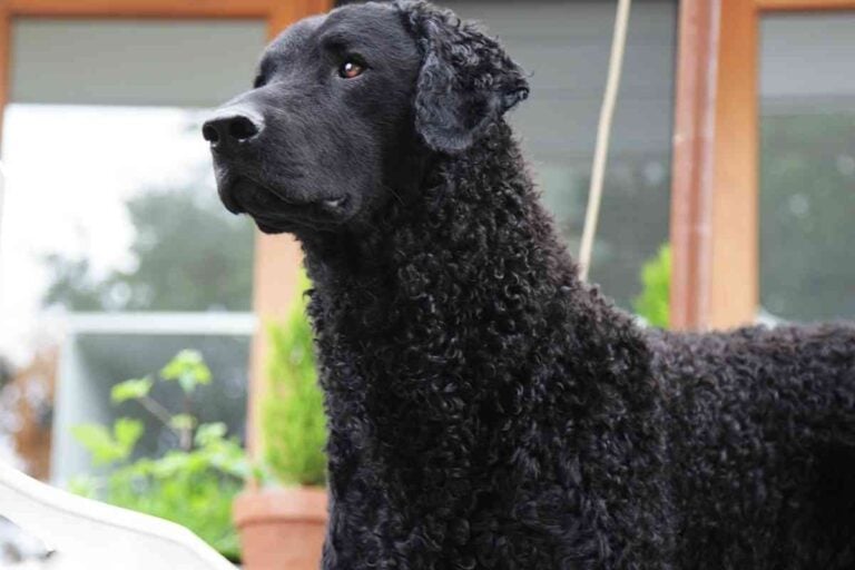 Are Curly-Coated Retrievers Protective?