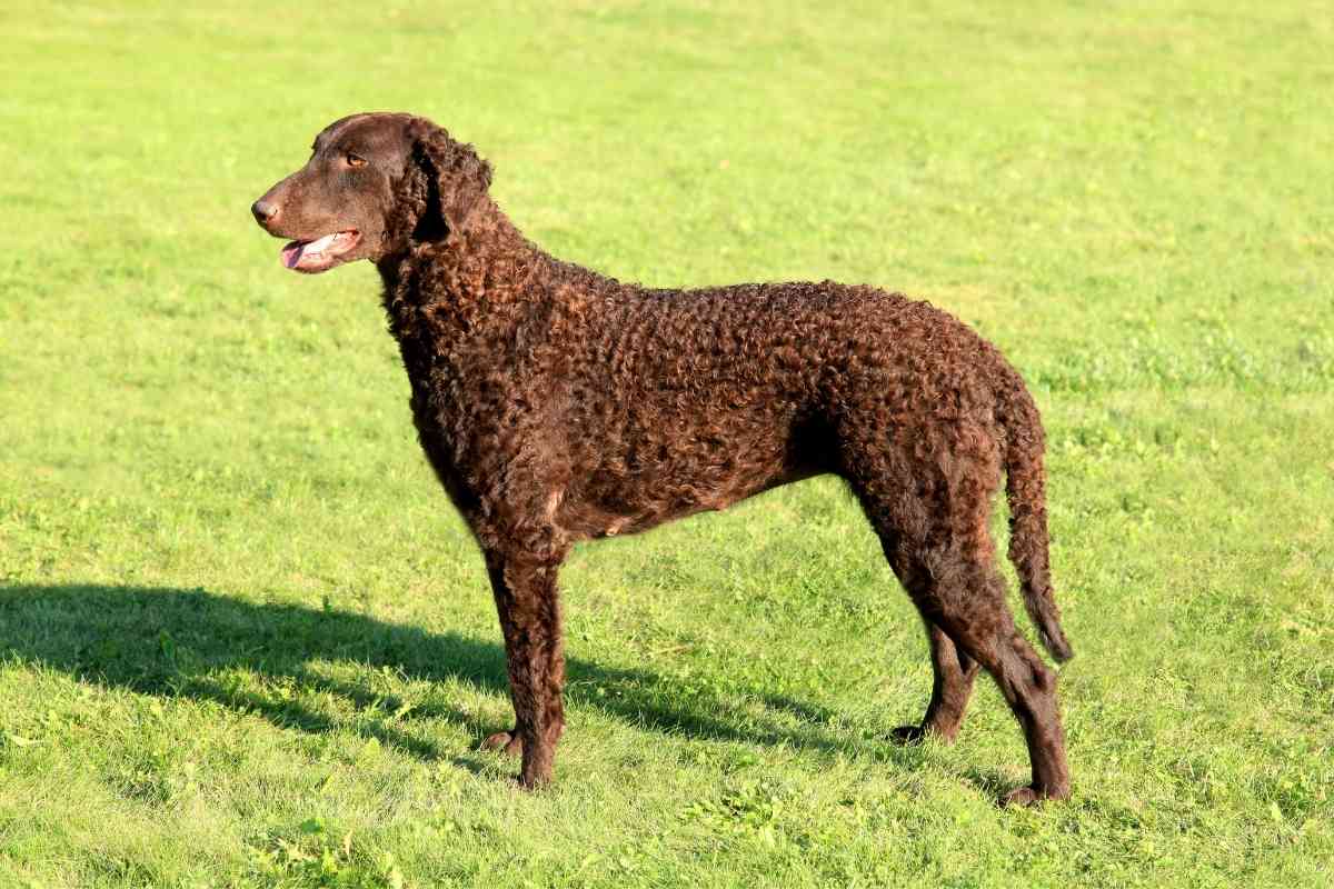 Breed Colors and Markings of Curly Coated Retrievers 1 Breed Colors and Markings of Curly-Coated Retrievers