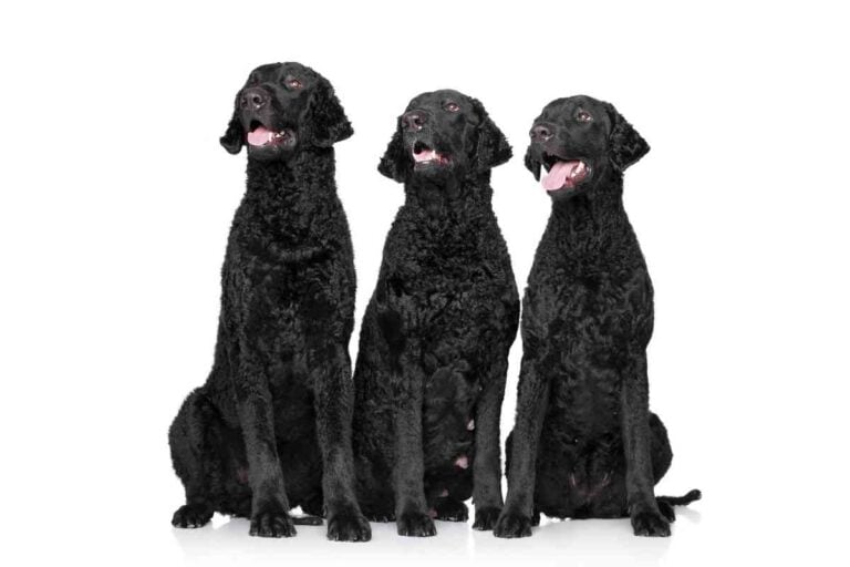 Breed Colors and Markings of Curly-Coated Retrievers
