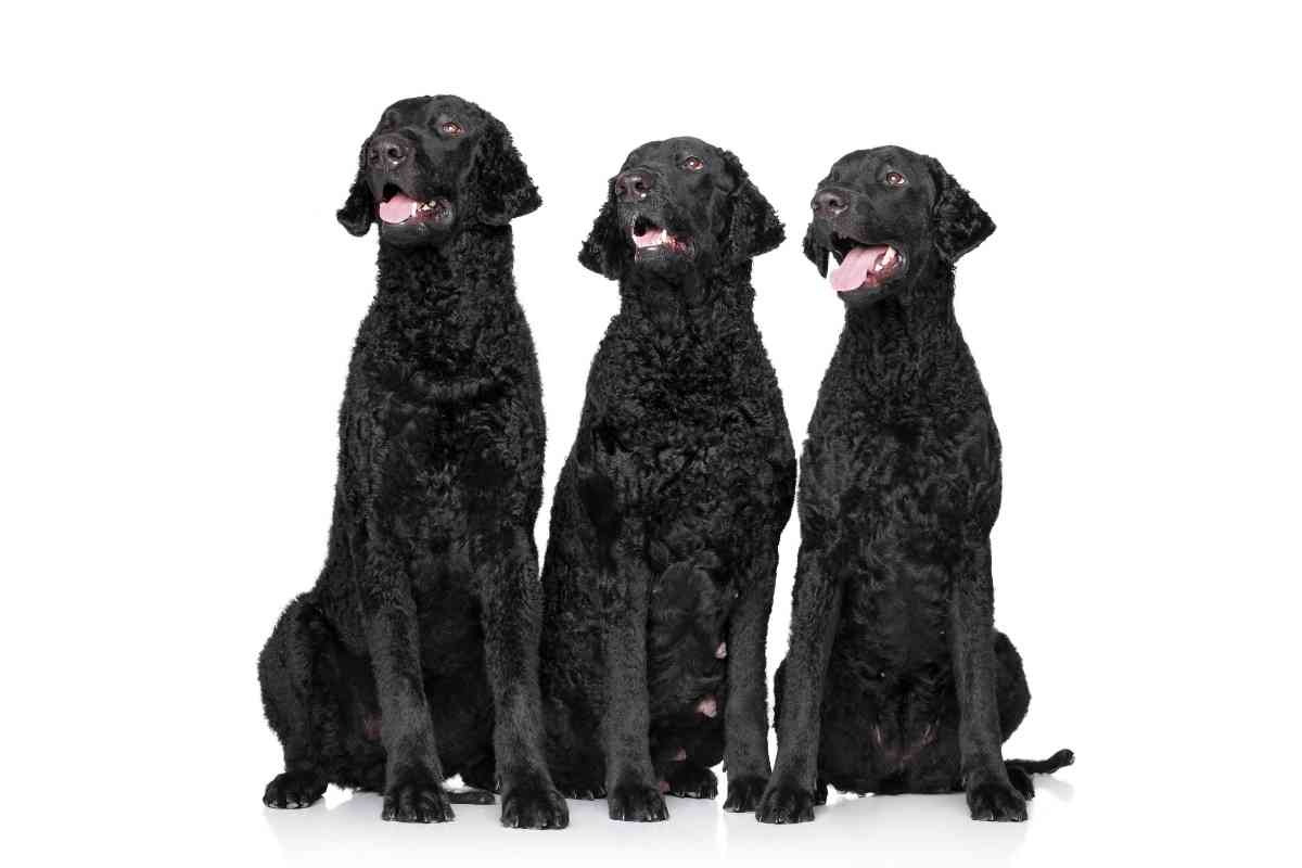Breed Colors and Markings of Curly Coated Retrievers Breed Colors and Markings of Curly-Coated Retrievers