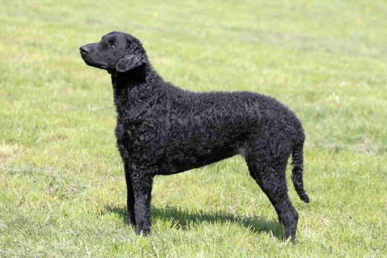 Breed Traits and Characteristics of Curly-Coated Retrievers