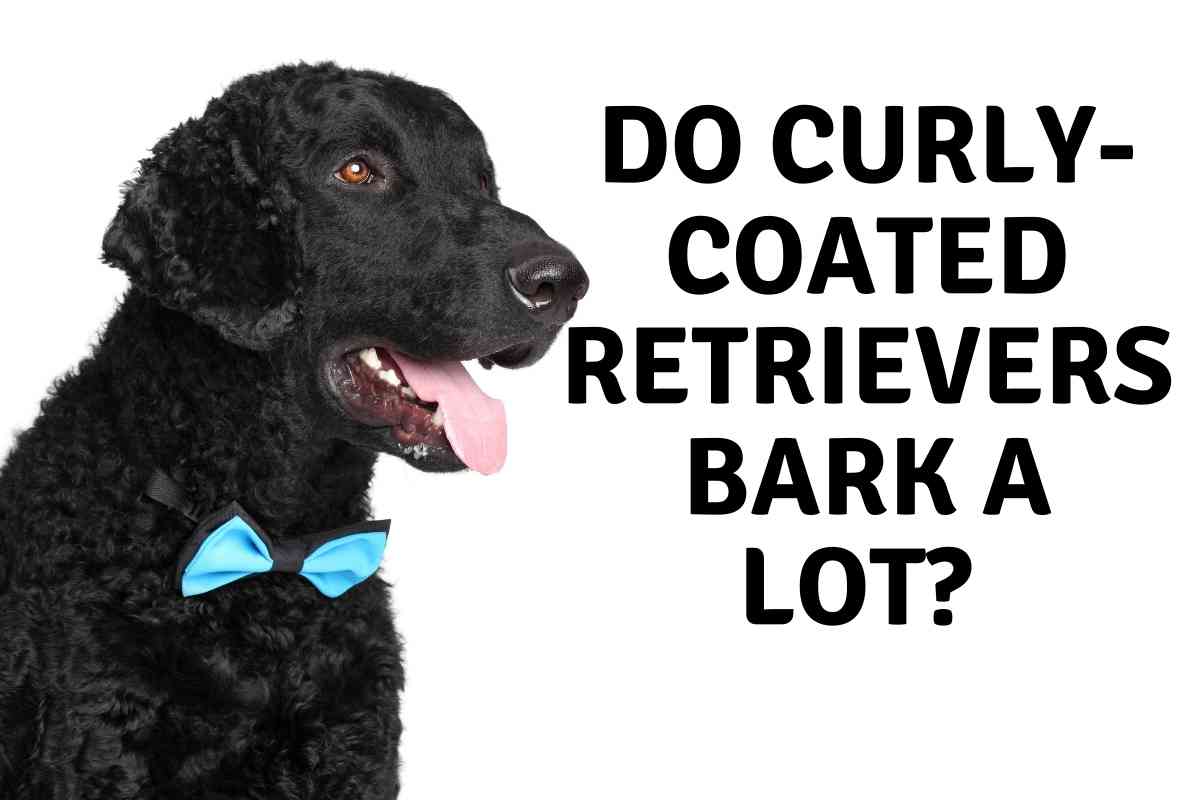 Do Curly Coated Retrievers Bark A lot Do Curly-Coated Retrievers Bark A Lot?