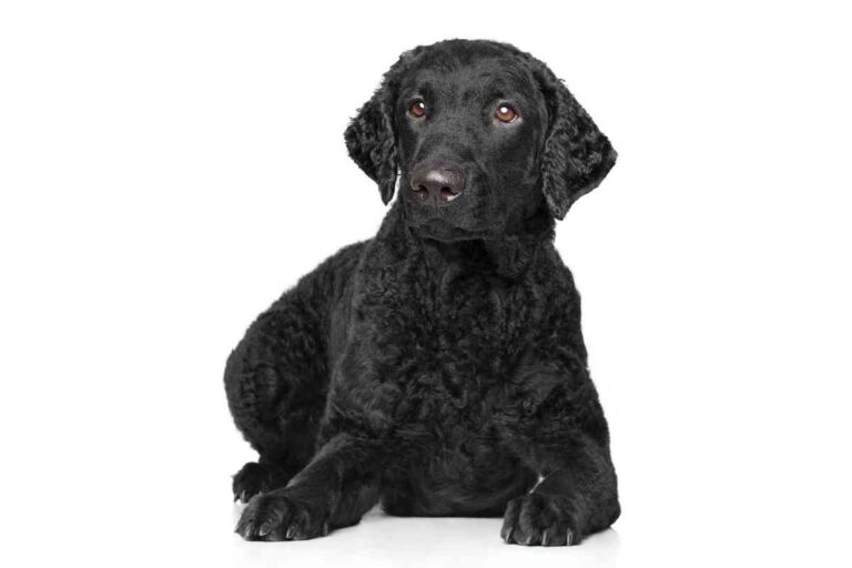 What To Expect When Caring for A Curly-Coated Retriever