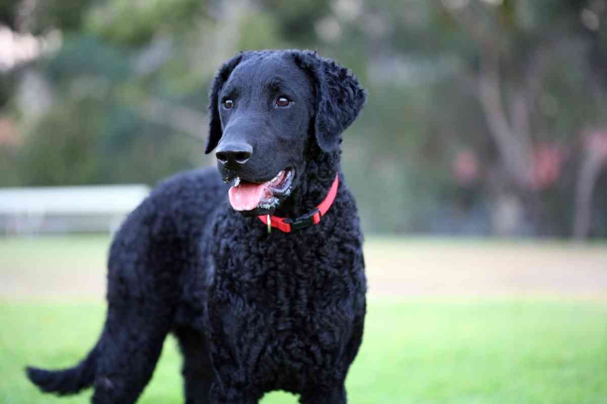 What is the Average Lifespan of a Curly Coated Retriever 1 What is the Average Lifespan of a Curly-Coated Retriever?