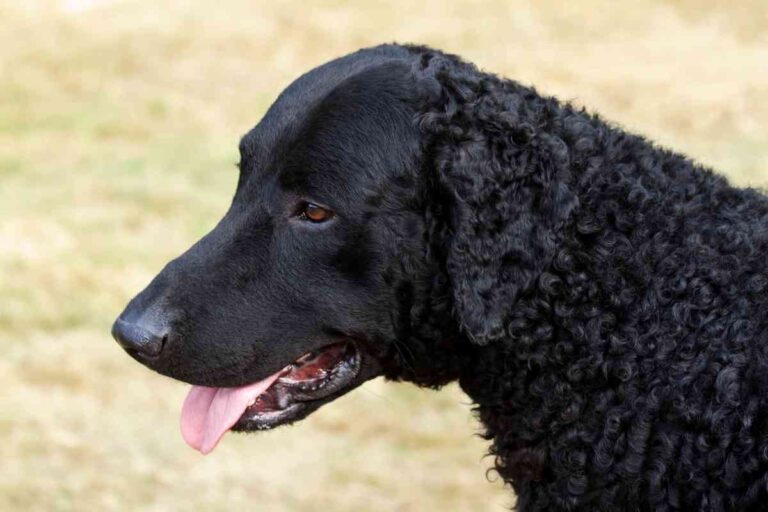 What is the Average Lifespan of a Curly-Coated Retriever?