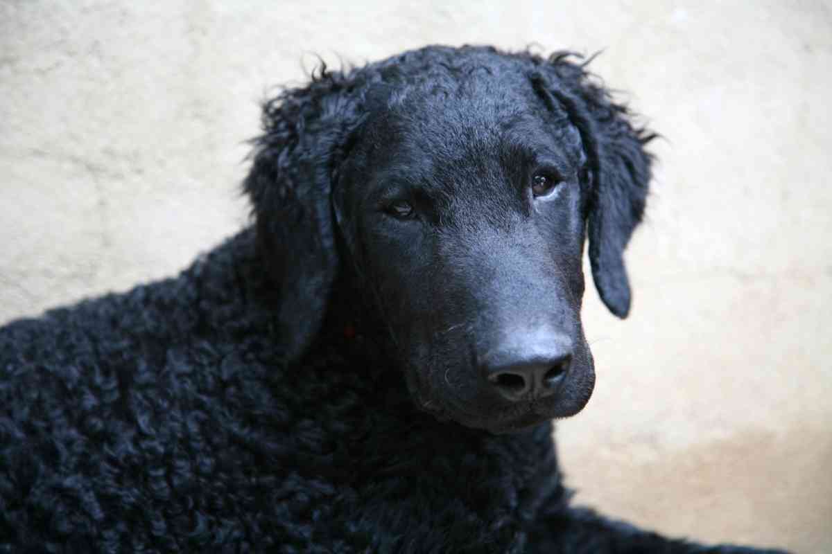 What is the Cost of a Curly Coated Retriever What is the Cost of a Curly-Coated Retriever?