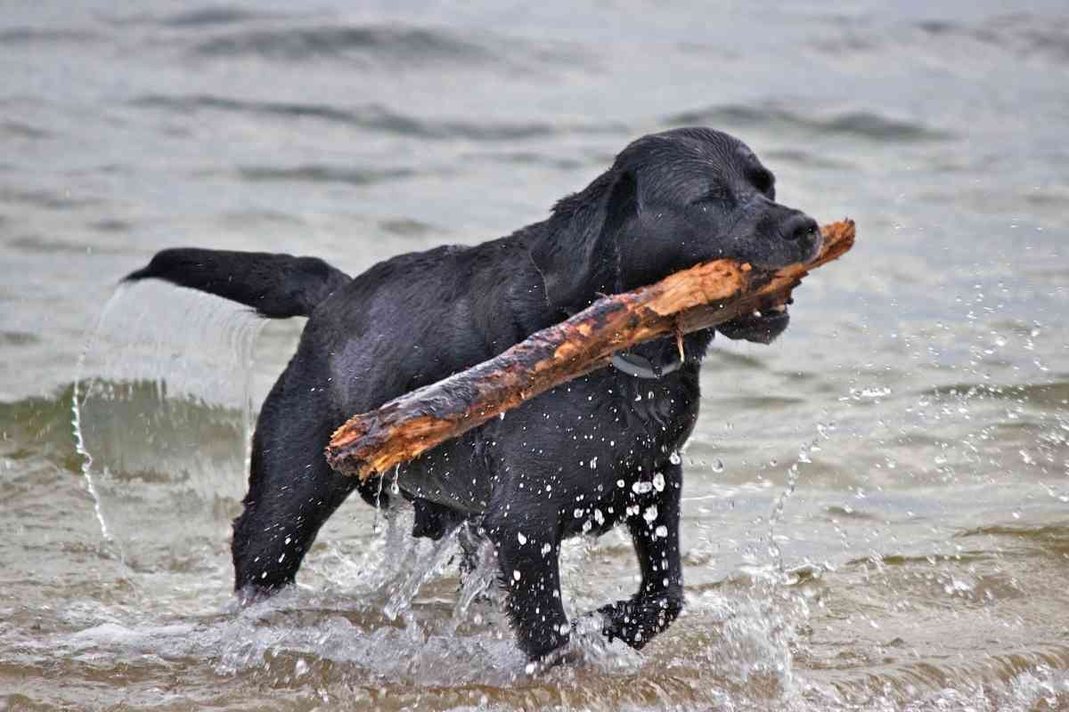What is the Cost of a Curly Coated Retriever 1 What is the Cost of a Curly-Coated Retriever?