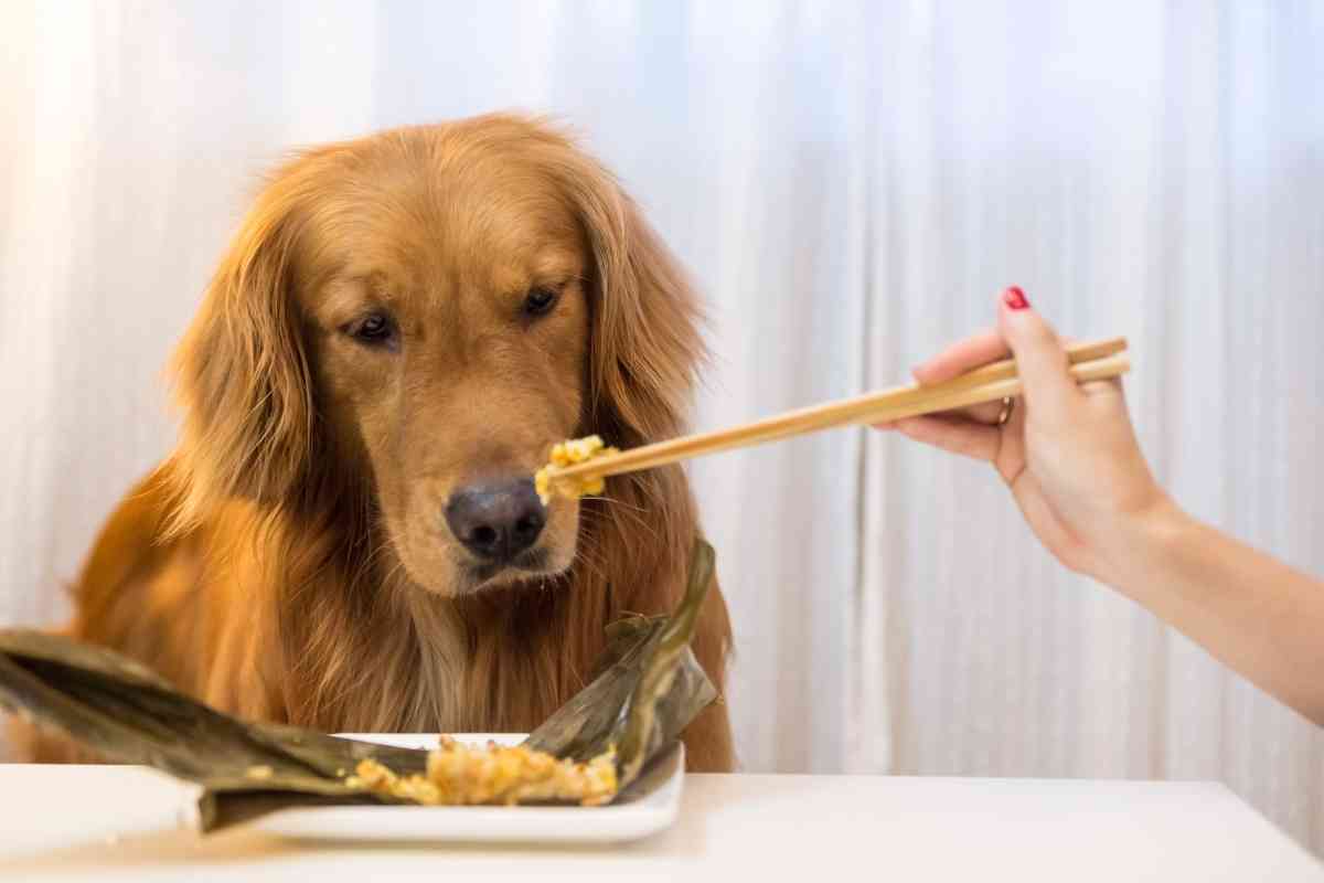Golden Retriever Dog Bite Statistics 1 1 Golden Retriever Bite Statistics: 8 Reasons Why They Bite