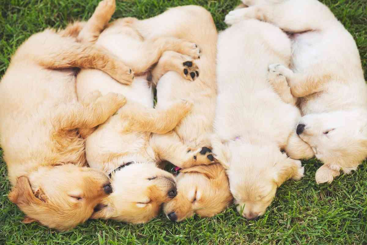 How Many Litters Can A Golden Retriever Have 1 1 How Many Litters Can A Golden Retriever Have? [Safely]