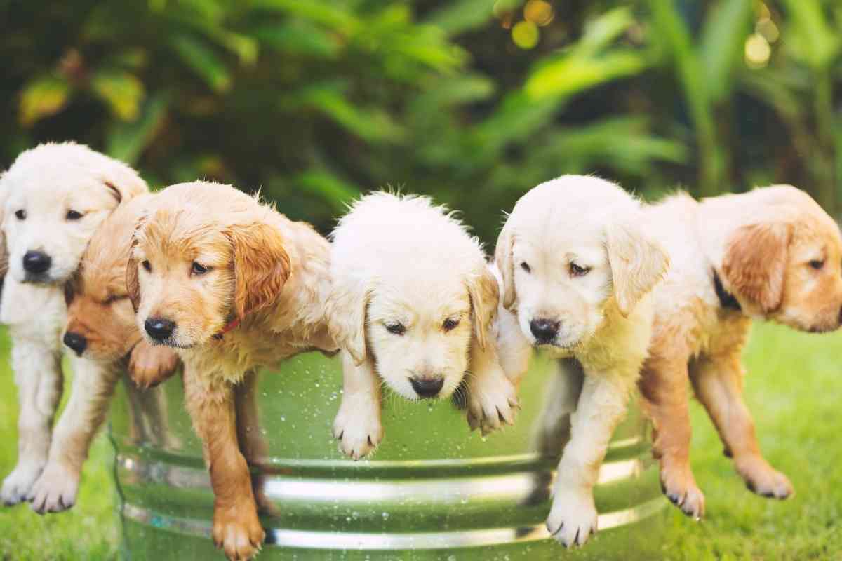 How Many Litters Can A Golden Retriever Have 1 How Many Litters Can A Golden Retriever Have? [Safely]