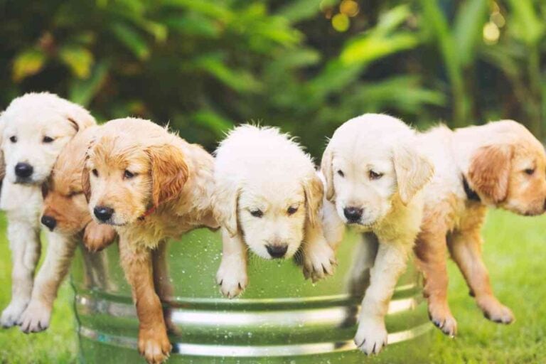 How Many Litters Can A Golden Retriever Have? [Safely]