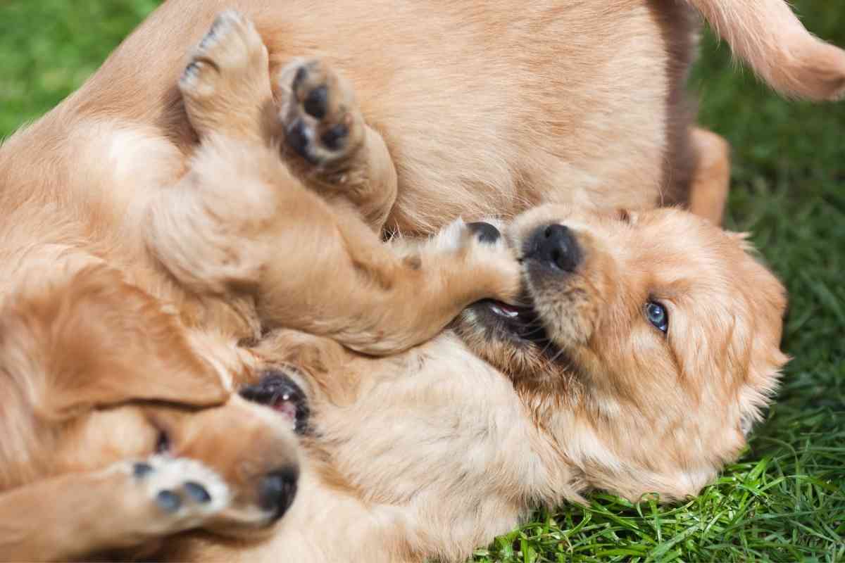 Labrador Retriever Behavior By Age 1 1 Labrador Retriever Behavior By Age: 9 Key Phases