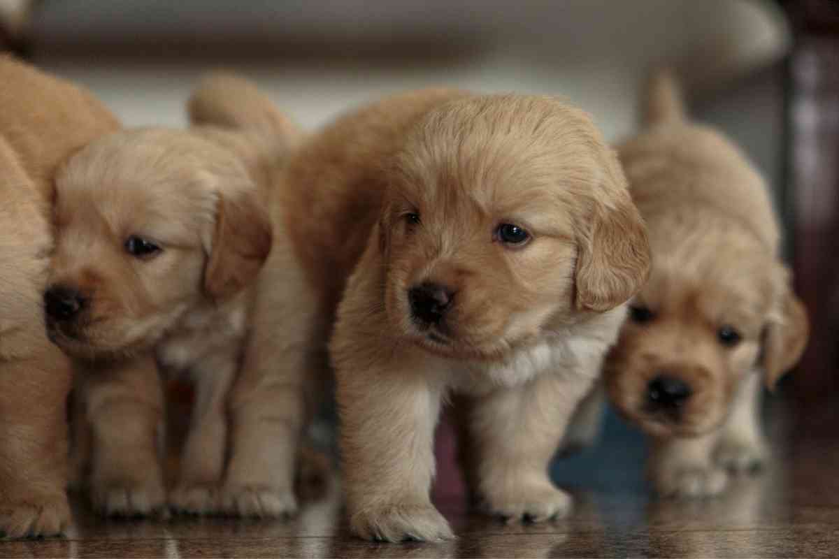 Whats The Best Puppy Food For Golden Retrievers 1 1 What’s The Best Puppy Food For Golden Retrievers? Ask a Vet!