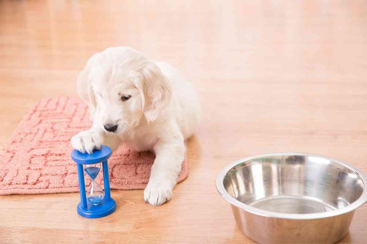 Whats The Best Puppy Food For Golden Retrievers 2 What’s The Best Puppy Food For Golden Retrievers? Ask a Vet!