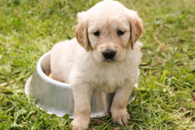 What’s The Best Puppy Food For Golden Retrievers? Ask a Vet!