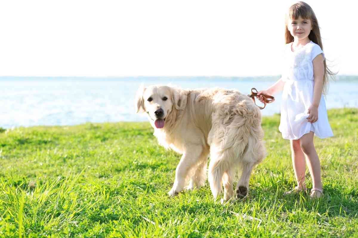 Are Golden Retrievers Good For First Time Dog Owners 1 Are Golden Retrievers Good For First-Time Dog Owners?