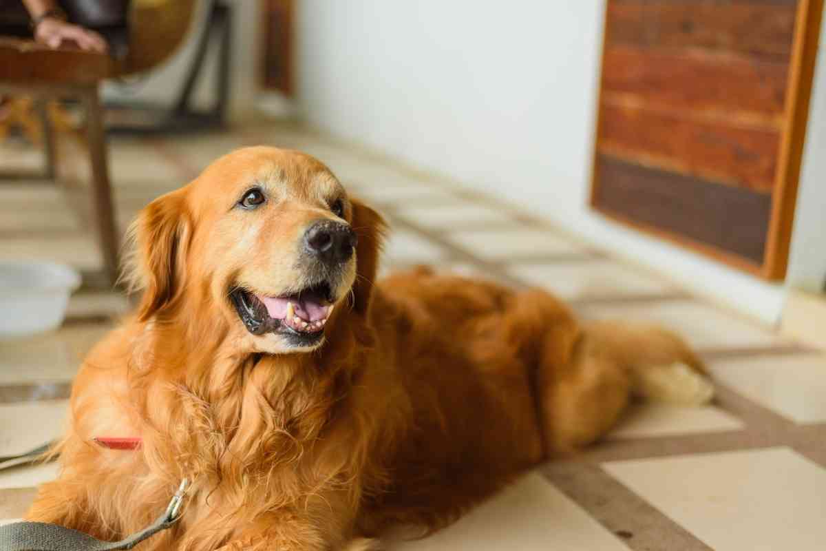 Can Golden Retrievers Live In An Apartment 1 1 Can Golden Retrievers Live In An Apartment? Explained!